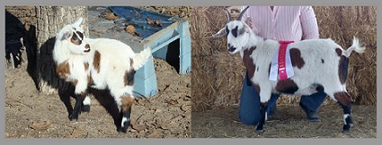 Fainting Goat Futurity Progarm